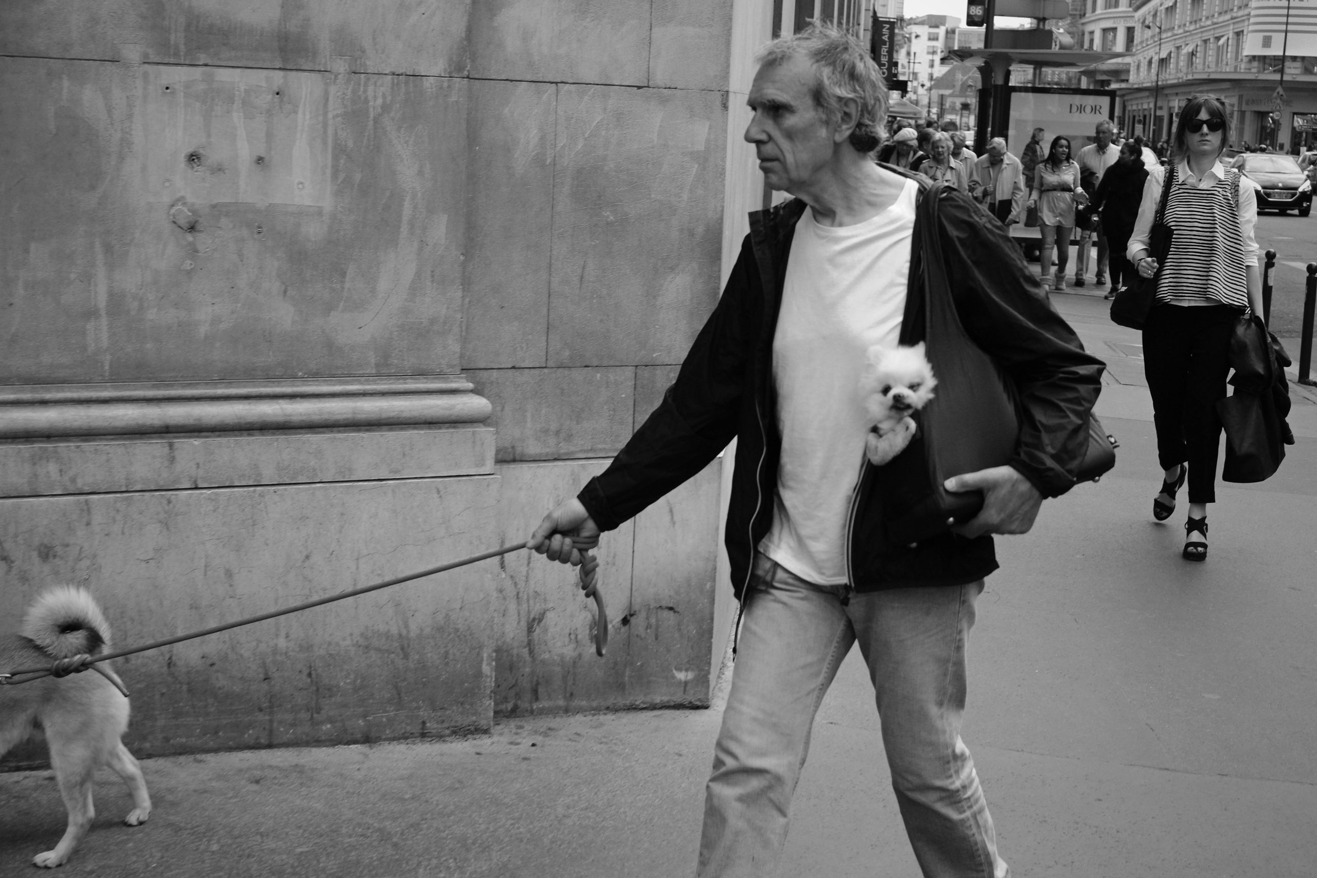 Socialization Tips for Older Dogs to Adapt to New Environments