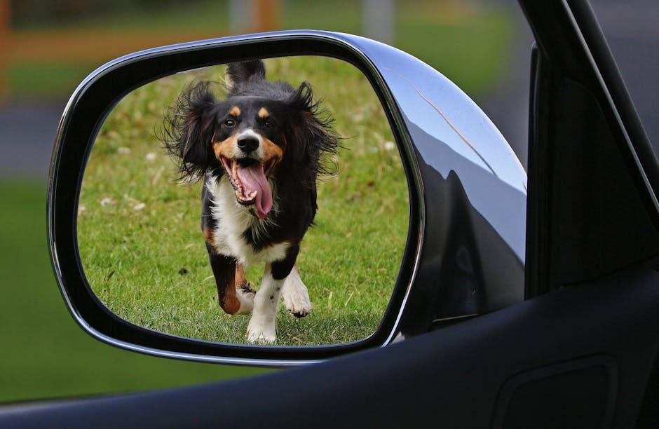 Using Tools and Accessories to Minimize Barking