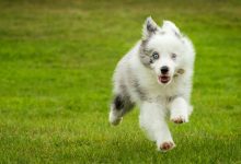 How to Train Your Dog to Follow Multiple Commands in Sequence