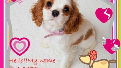 Housebreaking Puppies: Proven Techniques for Success