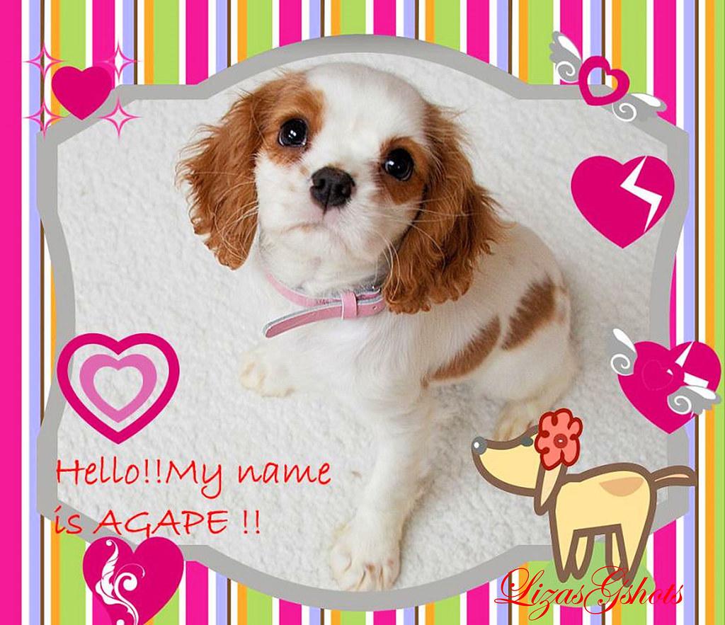 Housebreaking Puppies: Proven Techniques for Success