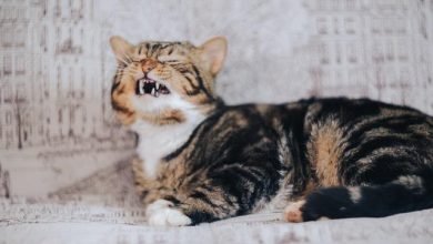 Best Solutions for Dogs With Extreme Fear of Loud Noises