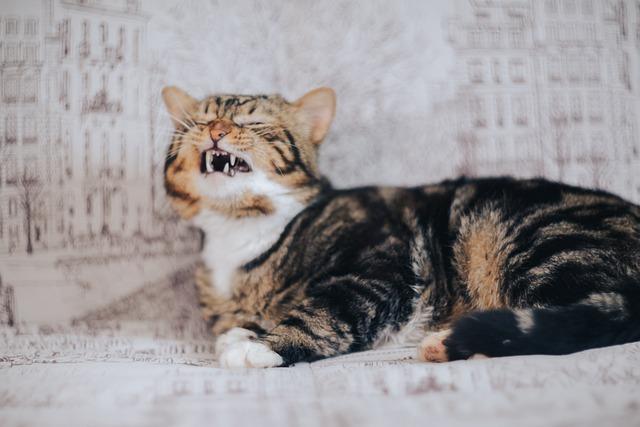 Best Solutions for Dogs With Extreme Fear of Loud Noises