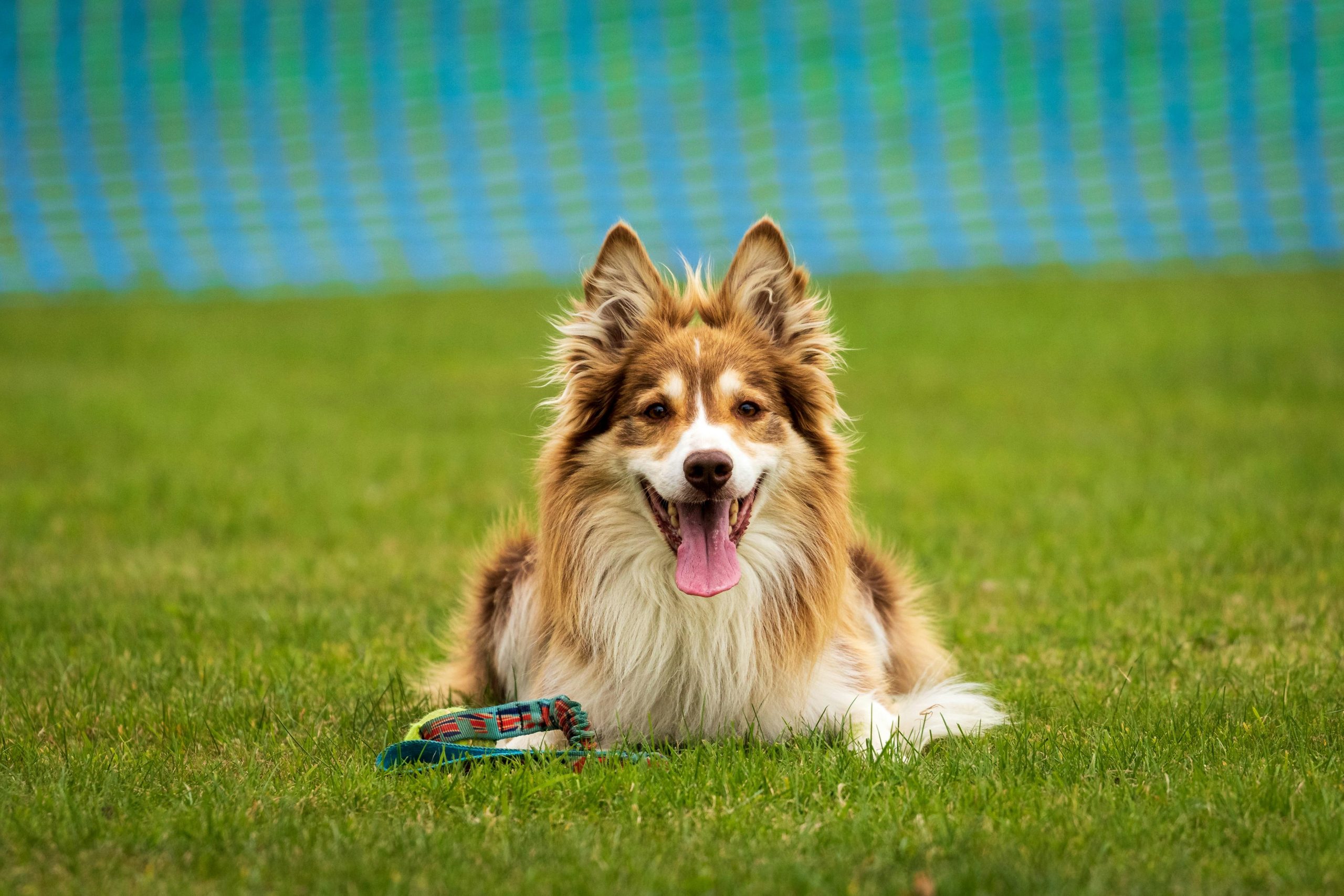 Best methods to train a dog to stay calm during vet visits