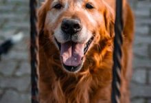 The Psychology Behind Your Dog’s Need for Constant Attention