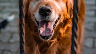 The Psychology Behind Your Dog’s Need for Constant Attention