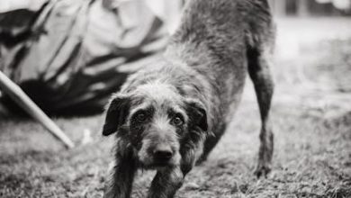 Correcting barking behavior during walks