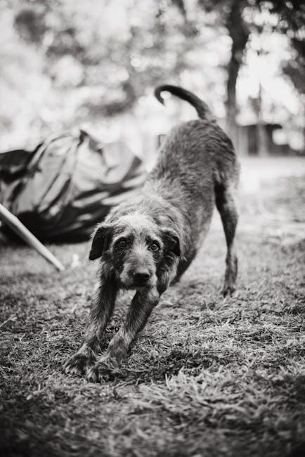 Correcting barking behavior during walks