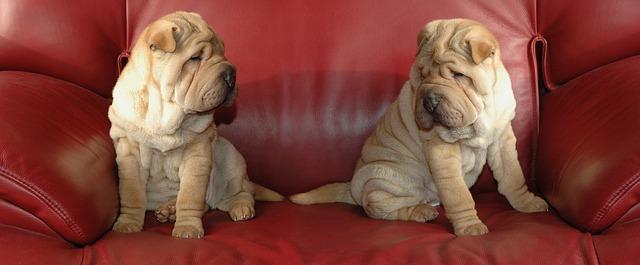 Should You Ever Allow Your Puppy on the Couch