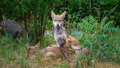 Can Aggression Be Managed Without Professional Help