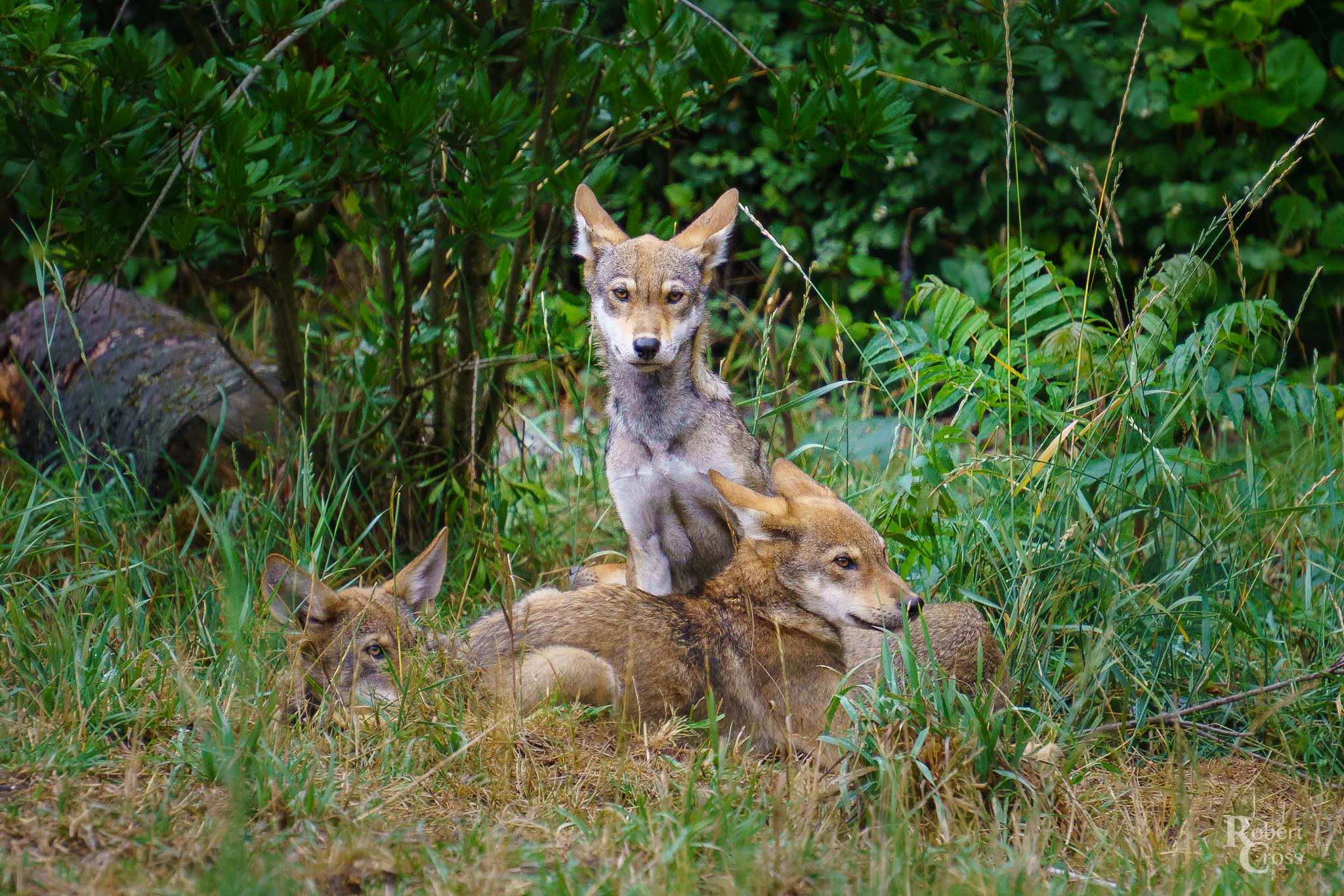 Can Aggression Be Managed Without Professional Help