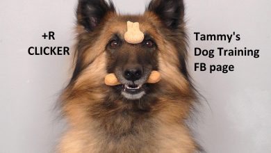 How to Use Positive Reinforcement to Curb Barking