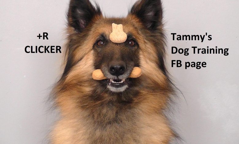 How to Use Positive Reinforcement to Curb Barking
