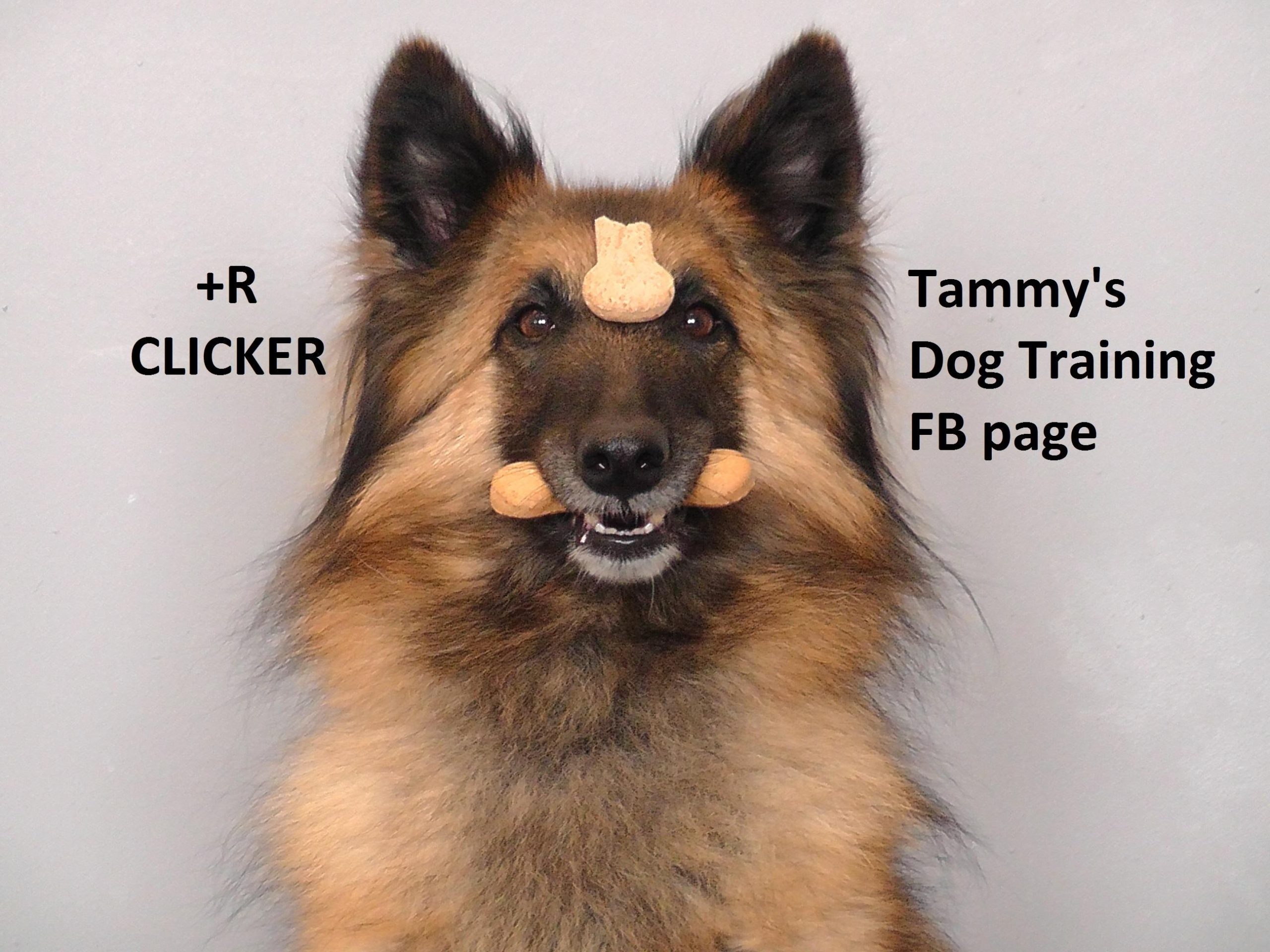 How to Use Positive Reinforcement to Curb Barking