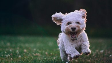 How to Socialize a Nervous Dog in the Park