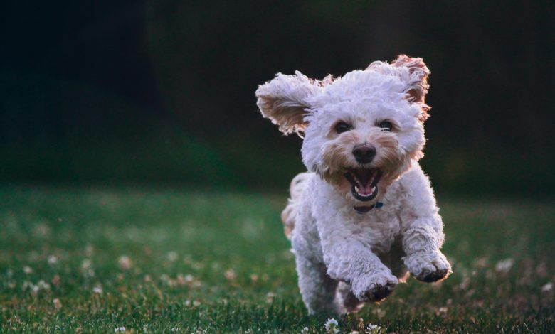 Reward-based methods for correcting leash aggression in dogs