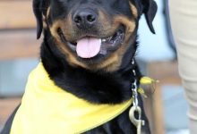 Understanding fear based behavior in dogs and how to manage it