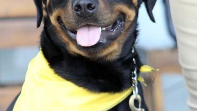 Understanding fear based behavior in dogs and how to manage it