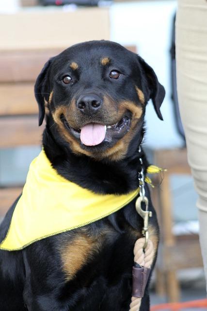 Understanding fear based behavior in dogs and how to manage it