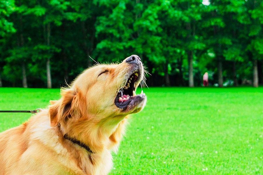 Utilizing Professional Training Resources for Persistent Barking Issues