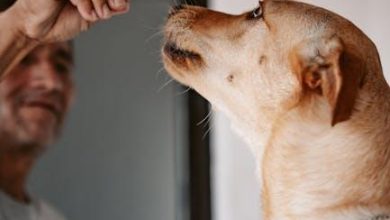 The best positive reinforcement methods to stop jumping in dogs