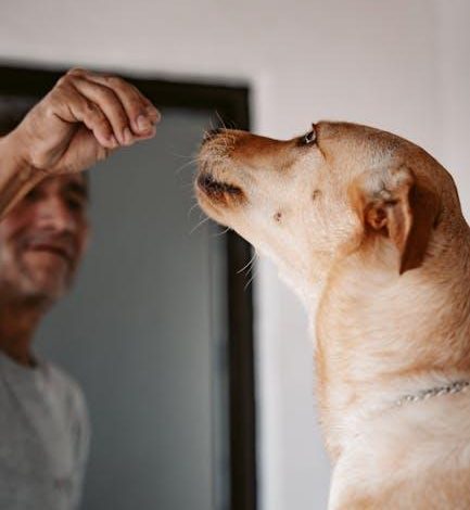The best positive reinforcement methods to stop jumping in dogs