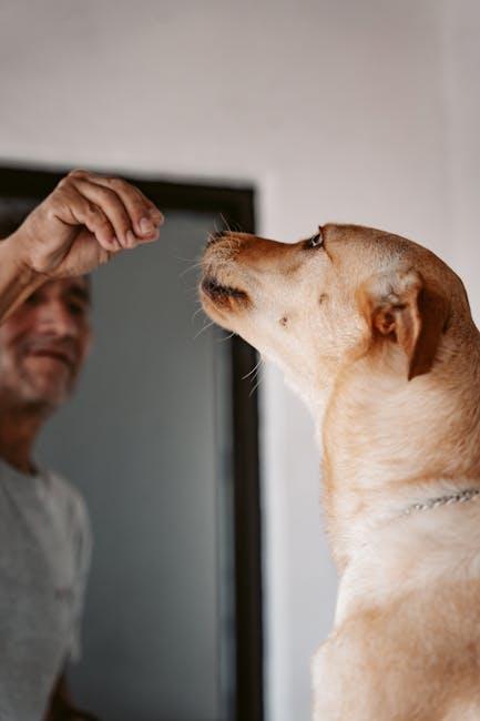 The best positive reinforcement methods to stop jumping in dogs