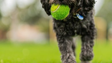 Training a puppy to stay home alone without anxiety