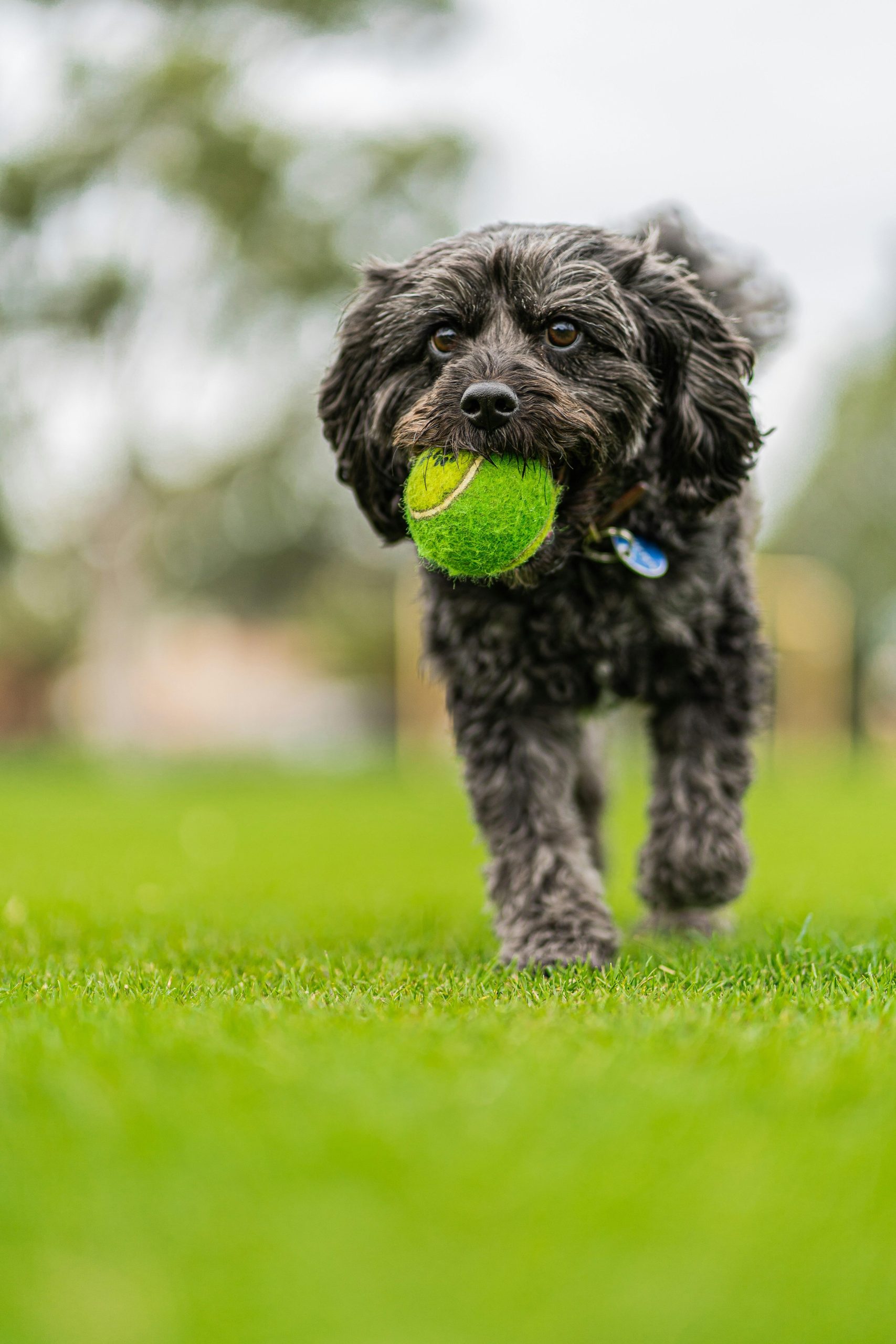 Training a puppy to stay home alone without anxiety