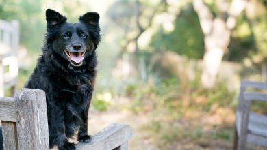 How to Train a Dog to Avoid Chasing Wildlife