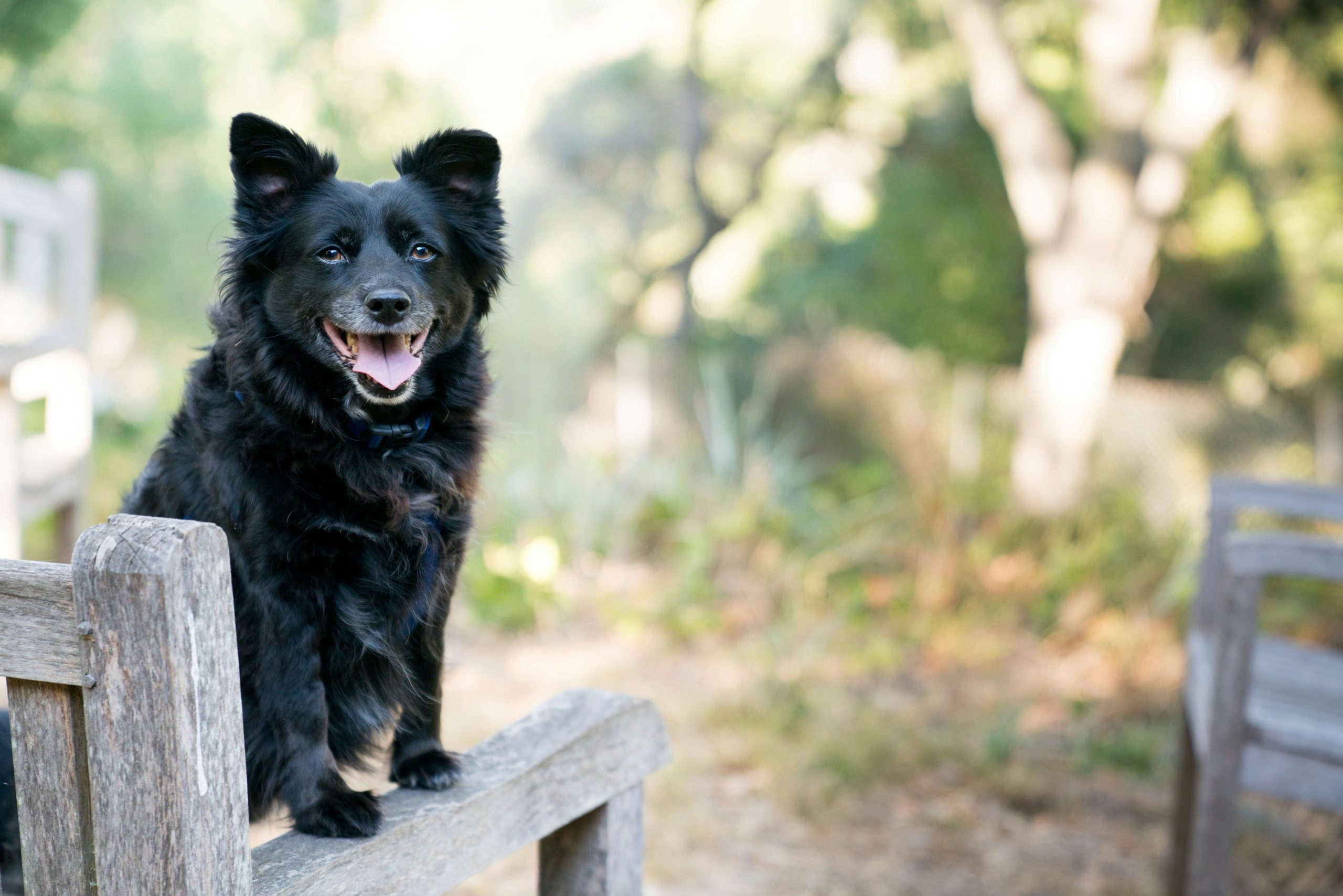 How to Train a Dog to Avoid Chasing Wildlife