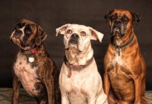 Why some pets develop fears and how to overcome them