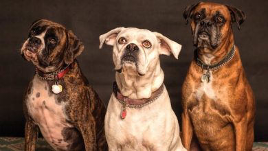 Why some pets develop fears and how to overcome them