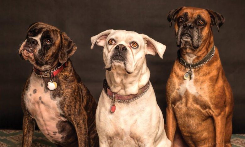 Why some pets develop fears and how to overcome them