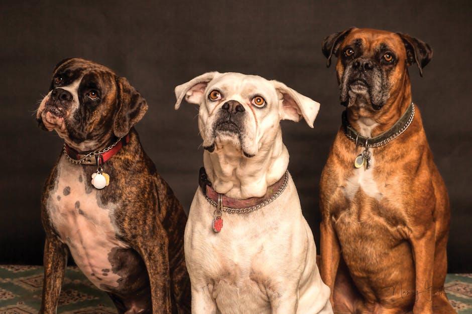 Why some pets develop fears and how to overcome them