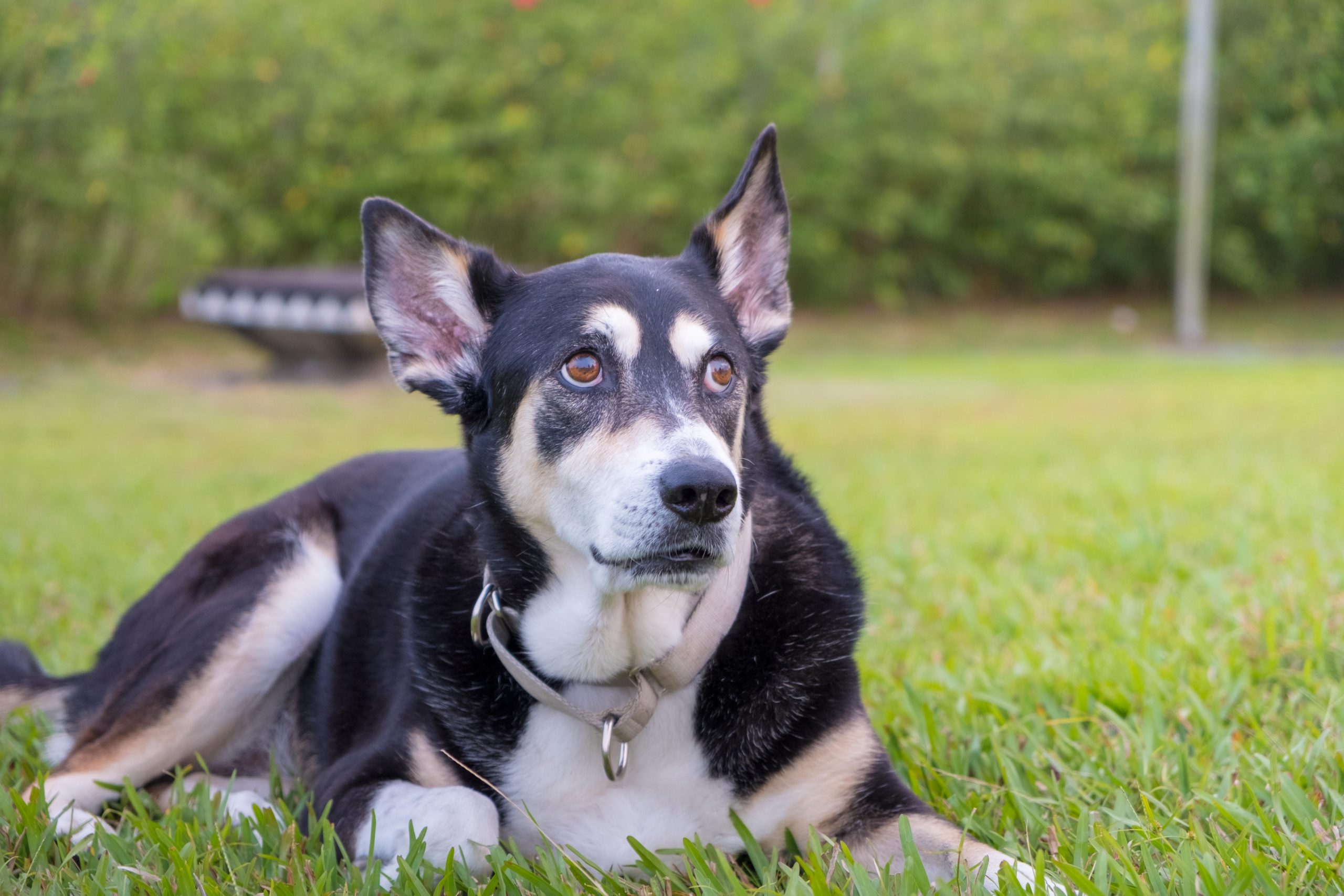 Can Fearful Dogs Ever Become Fully Confident