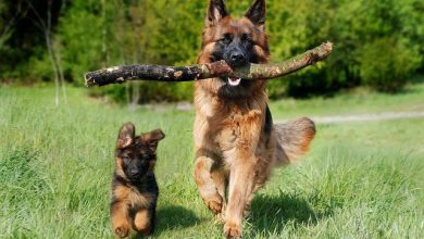 Is It Safe to Let Dogs Interact With Strangers in Public