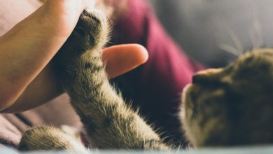 Why pets develop aggressive behavior around food