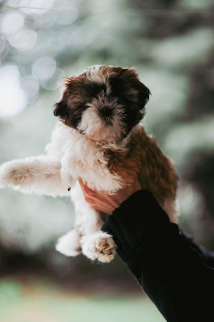 Tips for Safe and Fun Puppy Socialization in Dog Parks