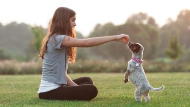 The Simplest Way to Teach Your Puppy to Stay Calm