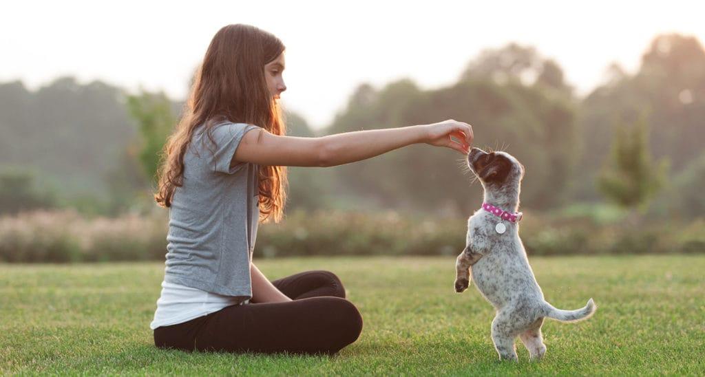 The Simplest Way to Teach Your Puppy to Stay Calm