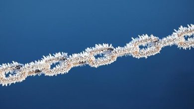 The Controversy Over Using Choke Chains for Dog Training