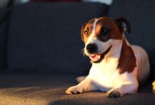 Advanced Training Methods to Correct Barking at Night