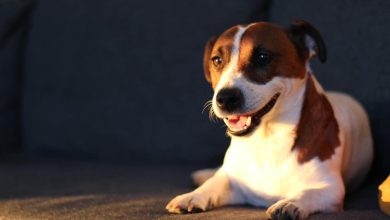 Advanced Training Methods to Correct Barking at Night