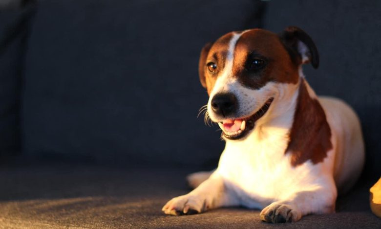 Advanced Training Methods to Correct Barking at Night