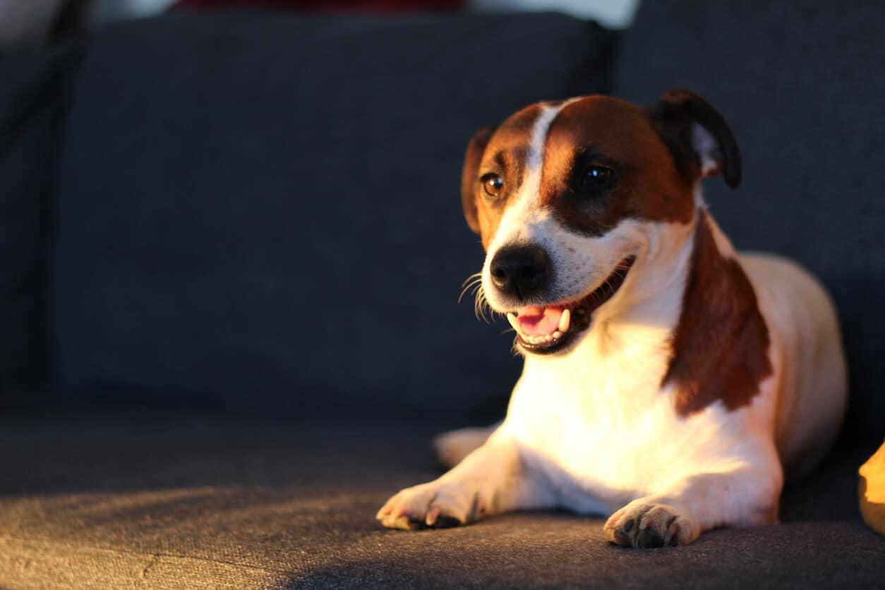 Advanced Training Methods to Correct Barking at Night