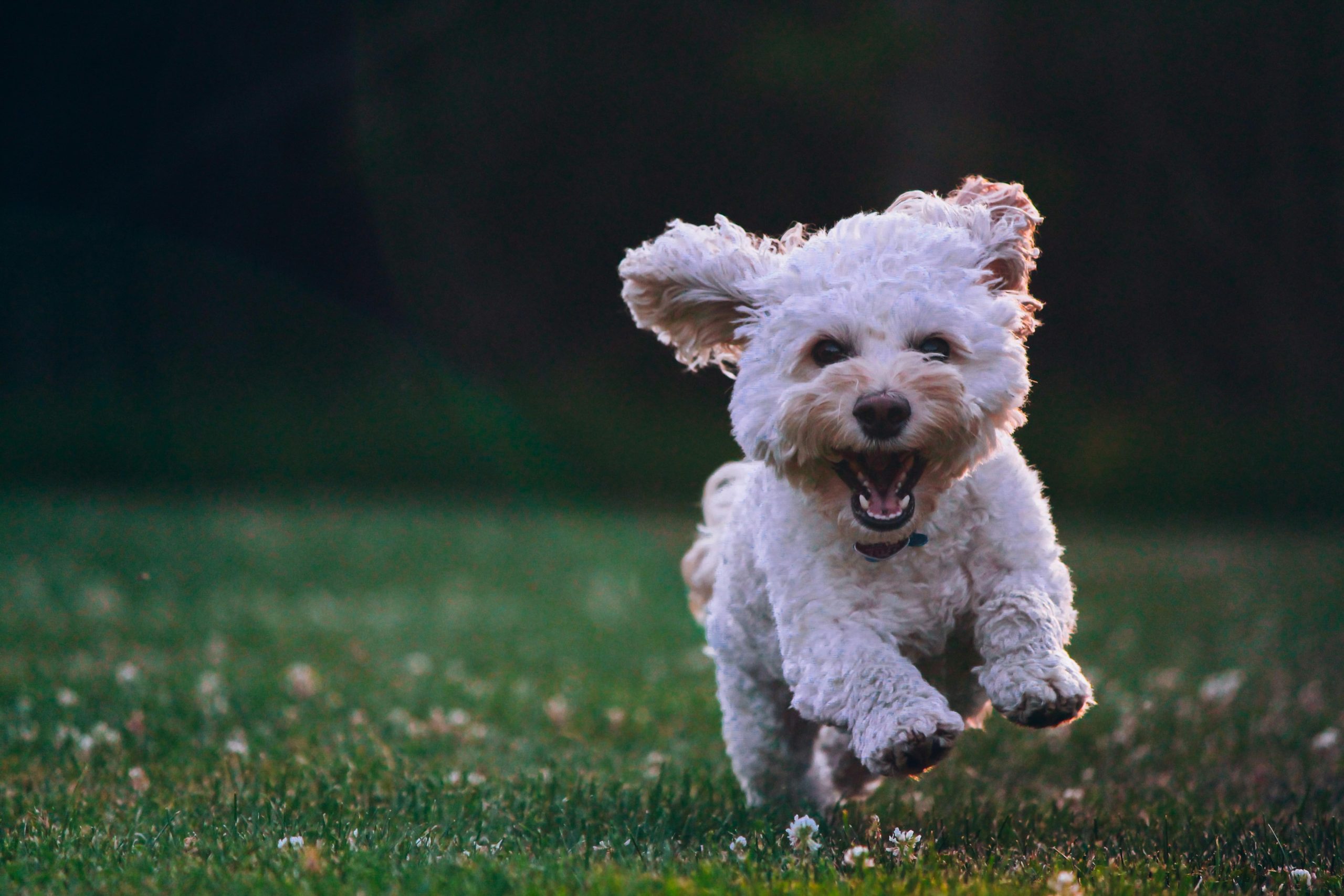 Simple Steps to Stop Your Dog From Chewing Furniture