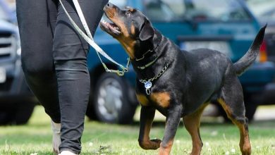 Positive reinforcement for training a dog to stop barking