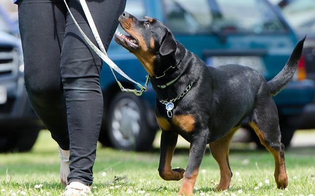 Positive reinforcement for training a dog to stop barking