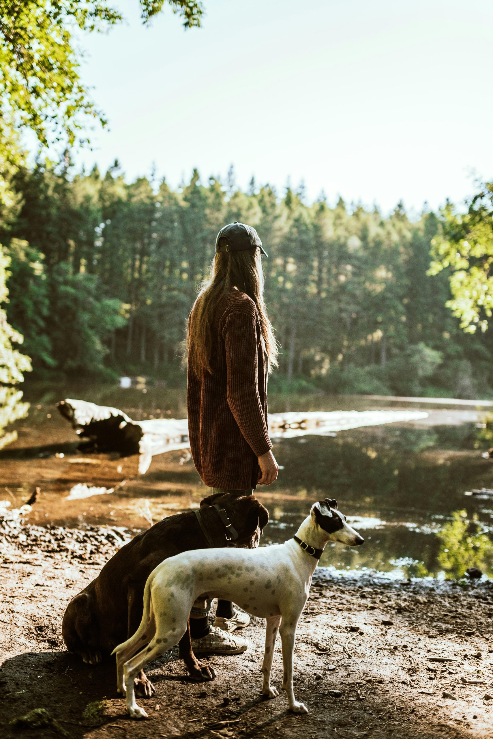 Techniques for socializing dogs to prevent territorial behavior